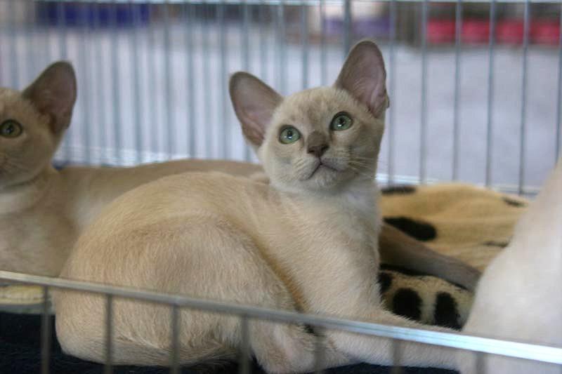 Rosies-Kitten_1.jpg