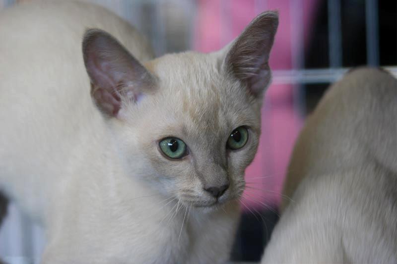 Rosies-Kitten_3.jpg