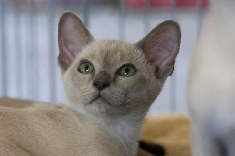 Rosies-Kitten_Lilac-Sepia.jpg