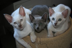 Yuri, Miti, Bini