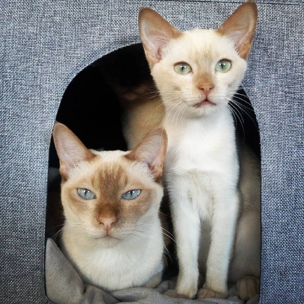 Schlafhöhlen-Einsatz für Kallax-Regal