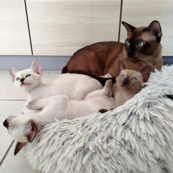 Samu mit Kitten